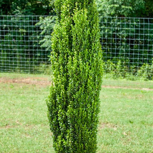 First Editions® Straight & Narrow® Japanese Holly: Ilex crenata 'PIIIC-I' PP29,578 preview 1