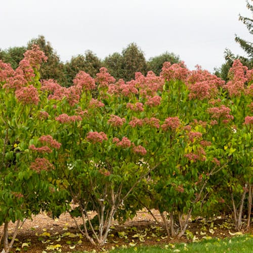 First Editions® Tianshan® Seven-son flower: Heptacodium miconioides 'Minhep' preview 2