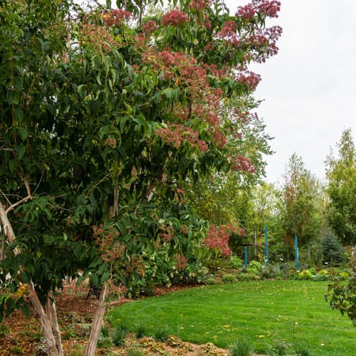 First Editions® Tianshan® Seven-son flower: Heptacodium miconioides 'Minhep' preview 11