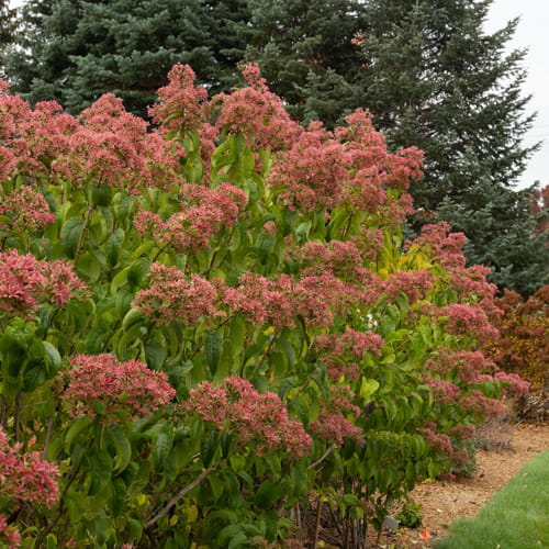 First Editions® Tianshan® Seven-son flower: Heptacodium miconioides 'Minhep' preview 12