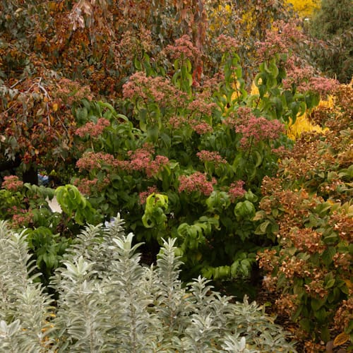 First Editions® Tianshan® Seven-son flower: Heptacodium miconioides 'Minhep' preview 13