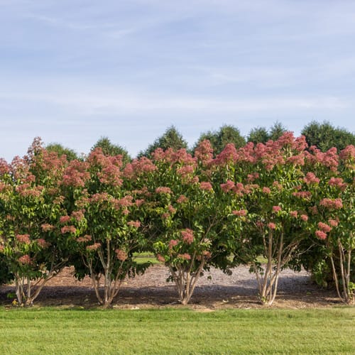 First Editions® Tianshan® Seven-son flower: Heptacodium miconioides 'Minhep' preview 14