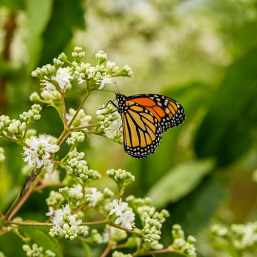 First Editions® Tianshan® Seven-son flower: Heptacodium miconioides 'Minhep' preview 4