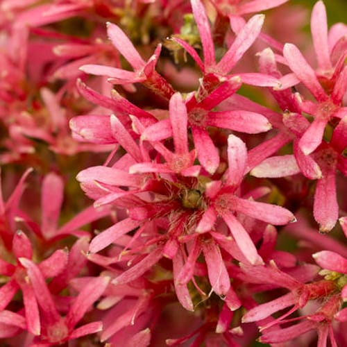 First Editions® Tianshan® Seven-son flower: Heptacodium miconioides 'Minhep' preview 5