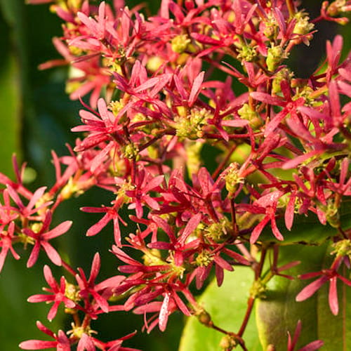 First Editions® Tianshan® Seven-son flower: Heptacodium miconioides 'Minhep' preview 6