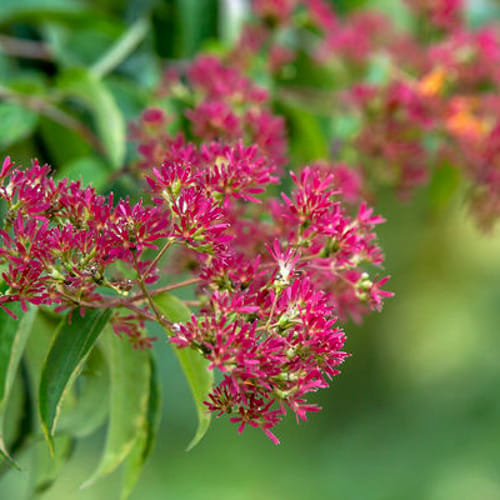 First Editions® Tianshan® Seven-son flower: Heptacodium miconioides 'Minhep' preview 7
