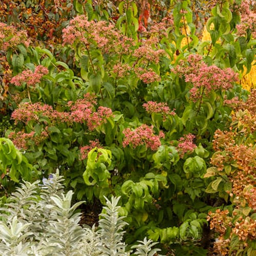 First Editions® Tianshan® Seven-son flower: Heptacodium miconioides 'Minhep' preview 8