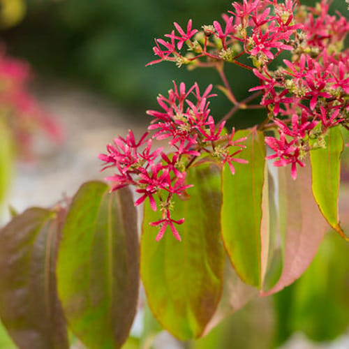 First Editions® Tianshan® Seven-son flower: Heptacodium miconioides 'Minhep' preview 9
