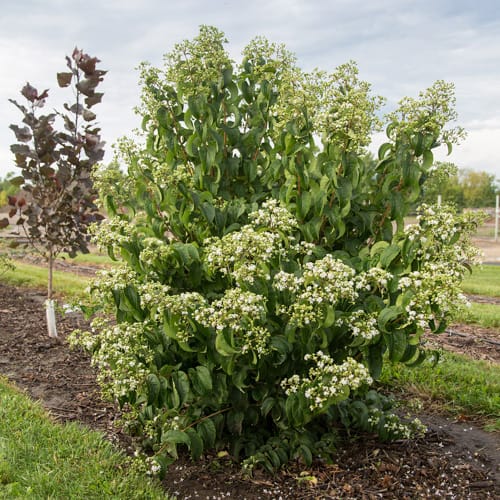 First Editions® Tianshan® Seven-son flower: Heptacodium miconioides 'Minhep' preview 10