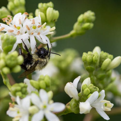 First Editions® Tianshan® Seven-son flower: Heptacodium miconioides 'Minhep' preview 1