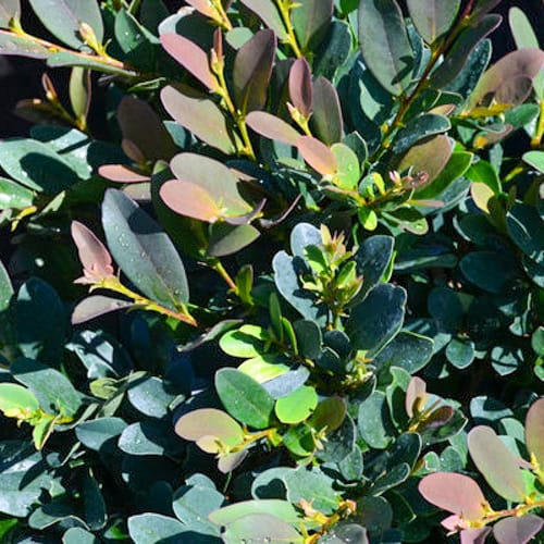 First Editions® Coppertone™ Distylium: Distylium 'PIIDIST-III' PP25,304 preview 5
