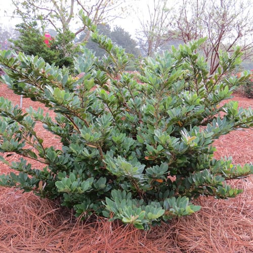 First Editions® Coppertone™ Distylium: Distylium 'PIIDIST-III' PP25,304 preview 7