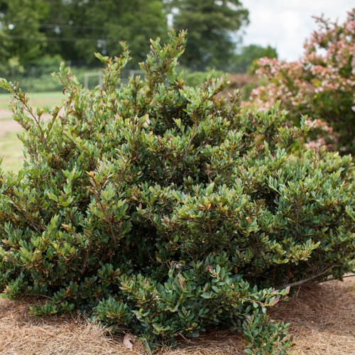 First Editions® Coppertone™ Distylium: Distylium 'PIIDIST-III' PP25,304 preview 8