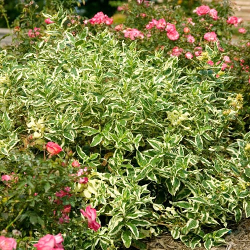 First Editions® Cool Splash® Dwarf Bush Honeysuckle: Diervilla sessilifolia 'LPDC Podaras' PP19,391 preview 12