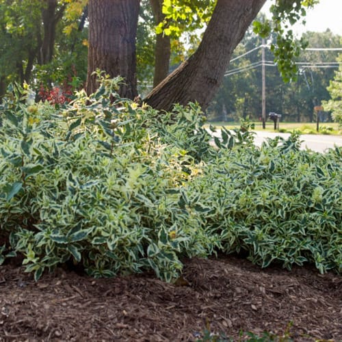 First Editions® Cool Splash® Dwarf Bush Honeysuckle: Diervilla sessilifolia 'LPDC Podaras' PP19,391 preview 3