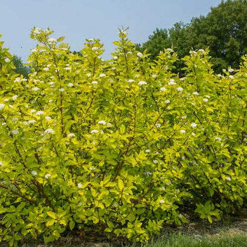 First Editions® Neon Burst™ Dogwood: Cornus alba 'ByBoughen' PP27,956 preview 2