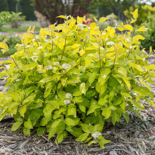 First Editions® Neon Burst™ Dogwood: Cornus alba 'ByBoughen' PP27,956 preview 11