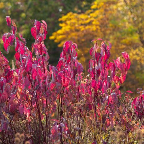 First Editions® Neon Burst™ Dogwood: Cornus alba 'ByBoughen' PP27,956 preview 12