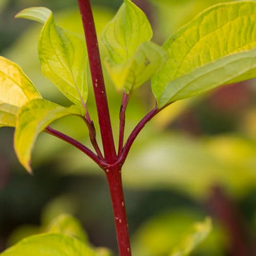 First Editions® Neon Burst™ Dogwood: Cornus alba 'ByBoughen' PP27,956 preview 3