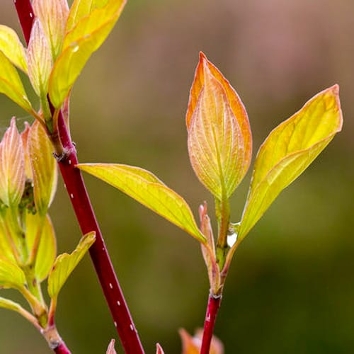 First Editions® Neon Burst™ Dogwood: Cornus alba 'ByBoughen' PP27,956 preview 5