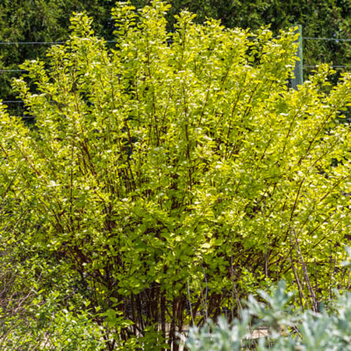 First Editions® Neon Burst™ Dogwood: Cornus alba 'ByBoughen' PP27,956 preview 6