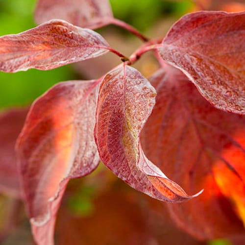 First Editions® Neon Burst™ Dogwood: Cornus alba 'ByBoughen' PP27,956 preview 7