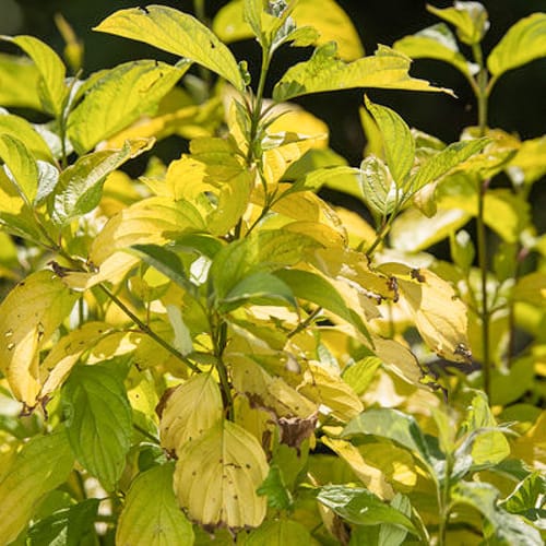 First Editions® Neon Burst™ Dogwood: Cornus alba 'ByBoughen' PP27,956 preview 9