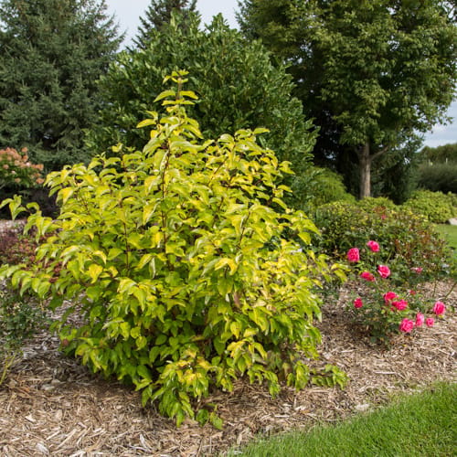First Editions® Neon Burst™ Dogwood: Cornus alba 'ByBoughen' PP27,956 preview 10