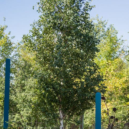 First Editions® Parkland Pillar® Birch: Betula platyphylla 'Jefpark' PP25,468 preview 2