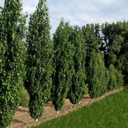 First Editions® Parkland Pillar® Birch: Betula platyphylla 'Jefpark' PP25,468 preview 10