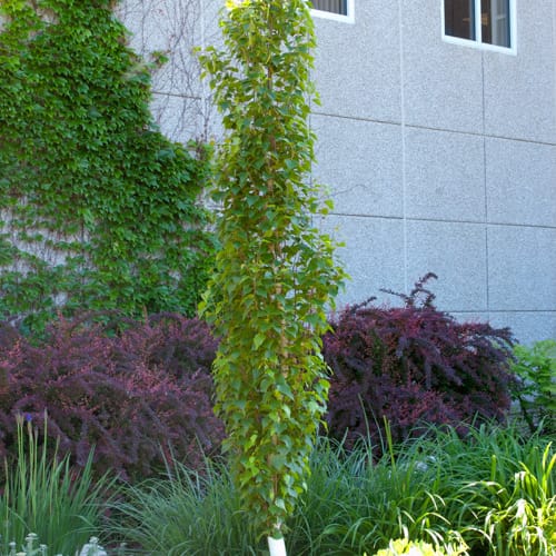 First Editions® Parkland Pillar® Birch: Betula platyphylla 'Jefpark' PP25,468 preview 11