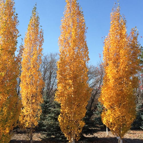 First Editions® Parkland Pillar® Birch: Betula platyphylla 'Jefpark' PP25,468 preview 12