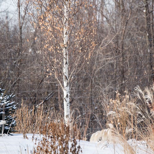 First Editions® Parkland Pillar® Birch: Betula platyphylla 'Jefpark' PP25,468 preview 13