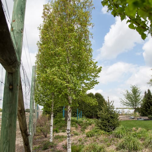 First Editions® Parkland Pillar® Birch: Betula platyphylla 'Jefpark' PP25,468 preview 14