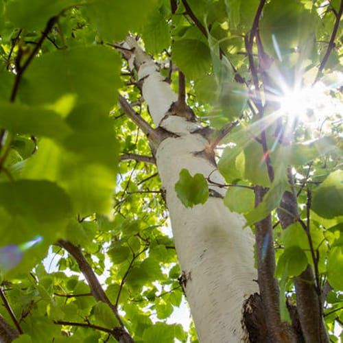 First Editions® Parkland Pillar® Birch: Betula platyphylla 'Jefpark' PP25,468 preview 3