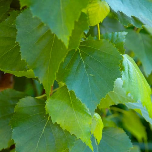 First Editions® Parkland Pillar® Birch: Betula platyphylla 'Jefpark' PP25,468 preview 4