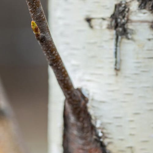 First Editions® Parkland Pillar® Birch: Betula platyphylla 'Jefpark' PP25,468 preview 5