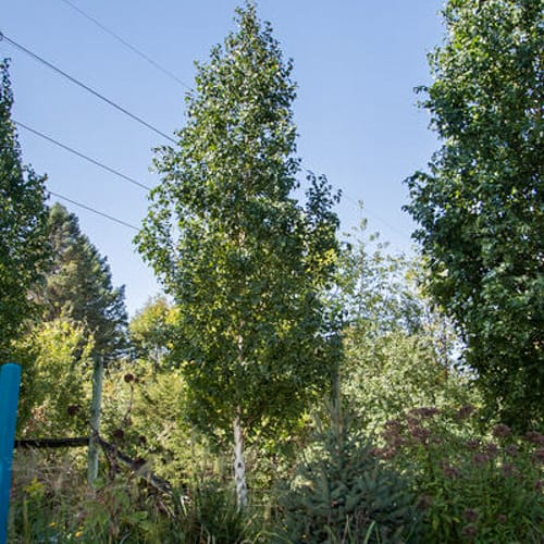 First Editions® Parkland Pillar® Birch: Betula platyphylla 'Jefpark' PP25,468 preview 6