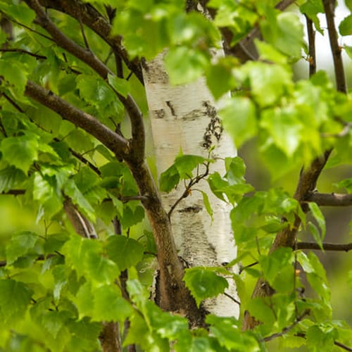 First Editions® Parkland Pillar® Birch: Betula platyphylla 'Jefpark' PP25,468 preview 7