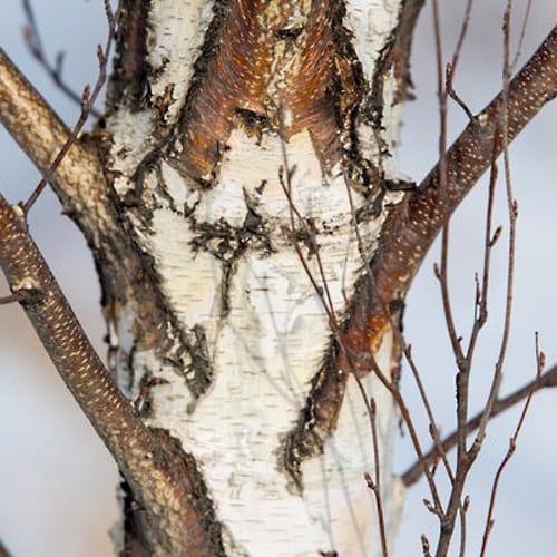 First Editions® Parkland Pillar® Birch: Betula platyphylla 'Jefpark' PP25,468 preview 8