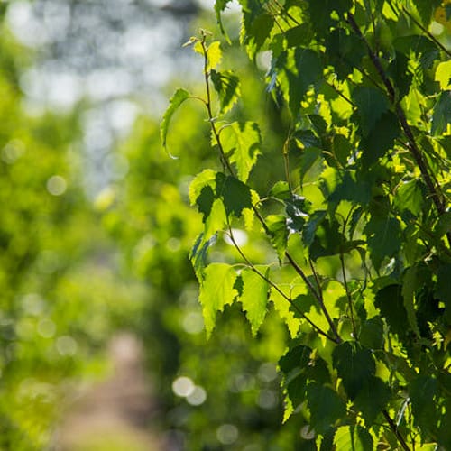 First Editions® Parkland Pillar® Birch: Betula platyphylla 'Jefpark' PP25,468 preview 9