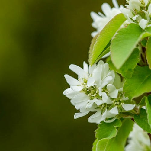 First Editions® Standing Ovation™ Serviceberry: Amelanchier alnifolia 'Obelisk' preview 2
