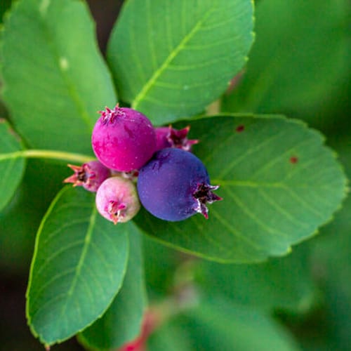 First Editions® Standing Ovation™ Serviceberry: Amelanchier alnifolia 'Obelisk' preview 3