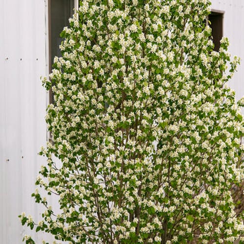 First Editions® Standing Ovation™ Serviceberry: Amelanchier alnifolia 'Obelisk' preview 5