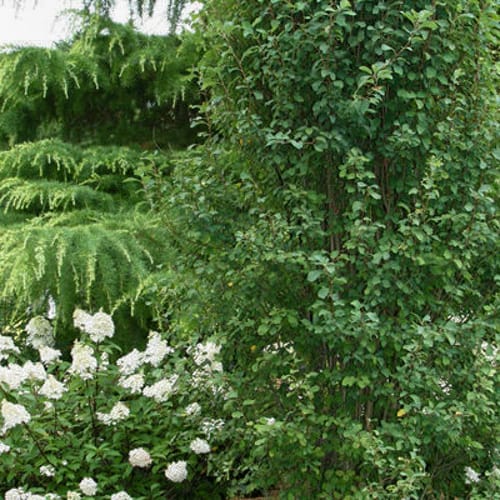 First Editions® Standing Ovation™ Serviceberry: Amelanchier alnifolia 'Obelisk' preview 6