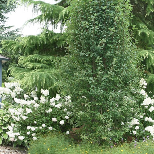 First Editions® Standing Ovation™ Serviceberry: Amelanchier alnifolia 'Obelisk' preview 7