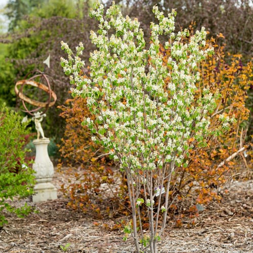 First Editions® Standing Ovation™ Serviceberry: Amelanchier alnifolia 'Obelisk' preview 9