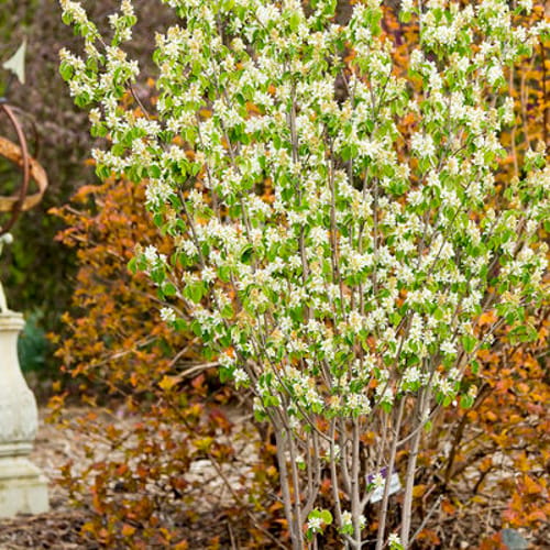 First Editions® Standing Ovation™ Serviceberry: Amelanchier alnifolia 'Obelisk' preview 1