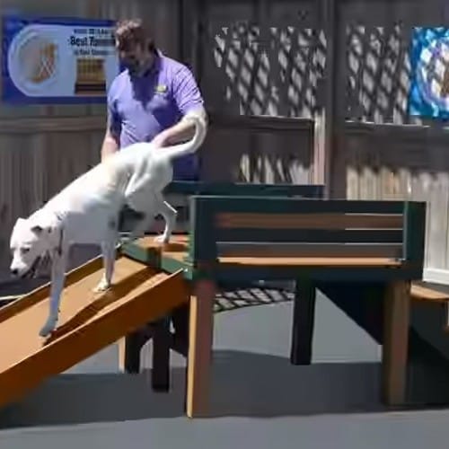 Top Dog Slide - Large preview 2