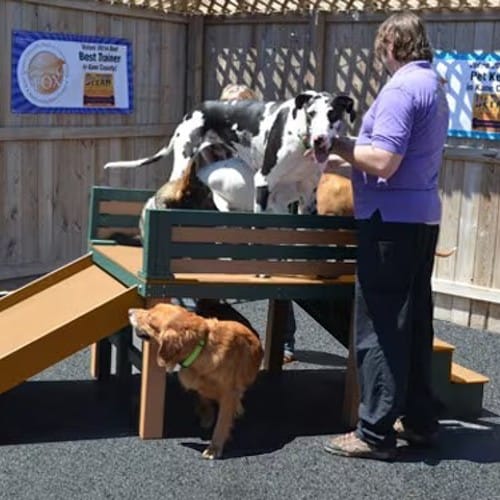 Top Dog Slide - Large preview 3